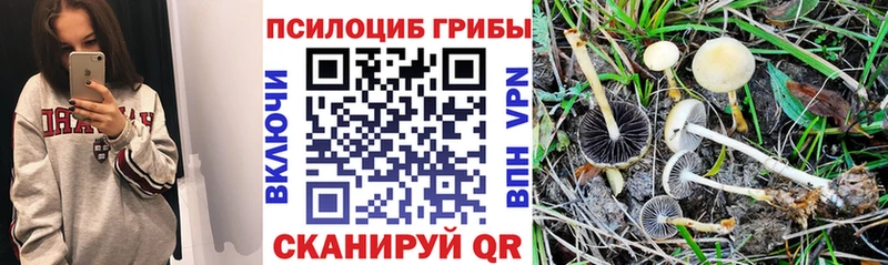 блэк спрут онион  Петухово  Псилоцибиновые грибы MAGIC MUSHROOMS 